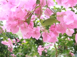 ブーゲンビリア