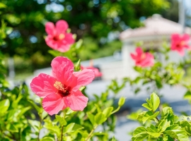 ハイビスカス